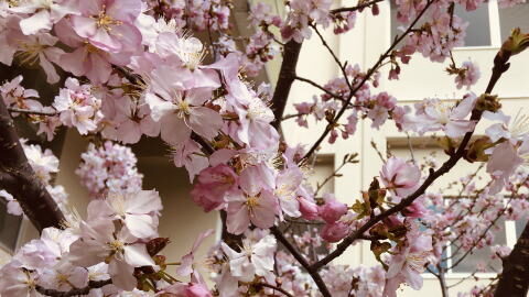 小樽市立桜小学校